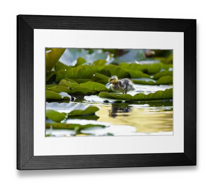 Framed Print : Canada, British Columbia Framed Print : Canada, British Columbia