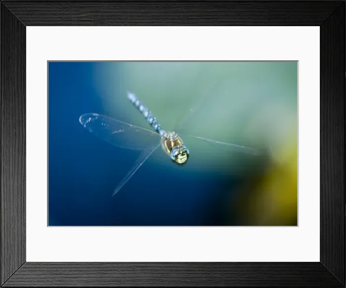 Framed Print : Blue-eyed darner, Aeshna multicolor, Stanley Park, British Columbia Framed Print : Blue-eyed darner, Aeshna multicolor, Stanley Park, British Columbia