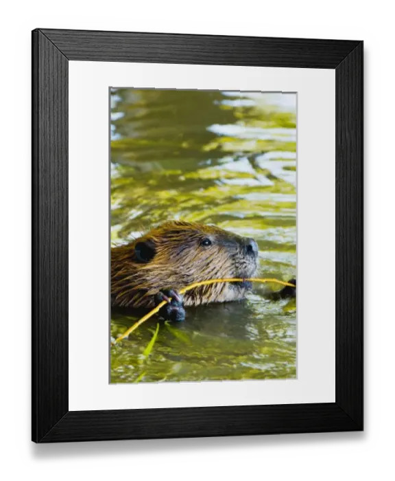 Framed Print : Canada, British Columbia Framed Print : Canada, British Columbia
