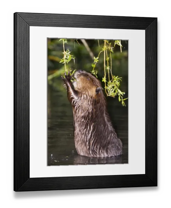 Framed Print : Canada, British Columbia Framed Print : Canada, British Columbia