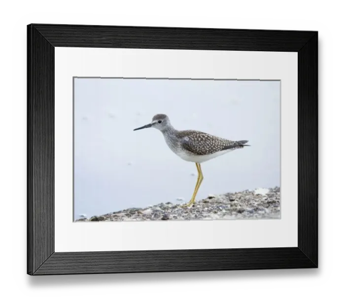 Framed Print : Lesser yellowlegs, Tringa flavipes, Stanley Park, British Columbia