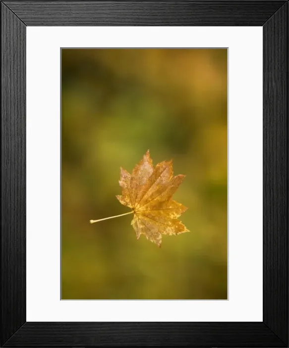 Framed Print : Vine maple leaf, Acer circinatum, Stanley Park, British Columbia Framed Print : Vine maple leaf, Acer circinatum, Stanley Park, British Columbia