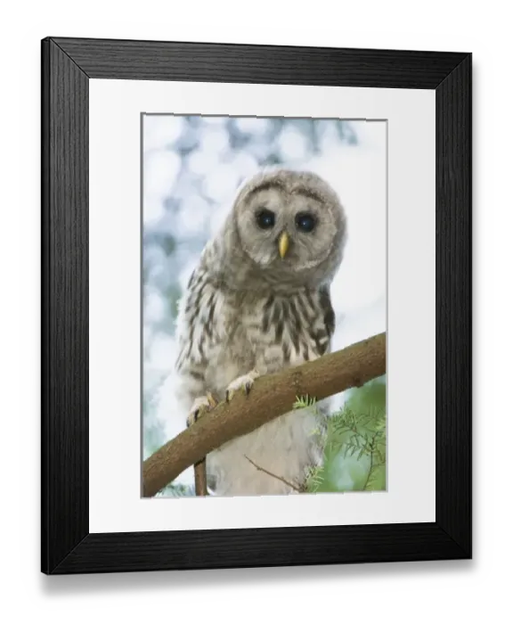 Framed Print : Canada, British Columbia