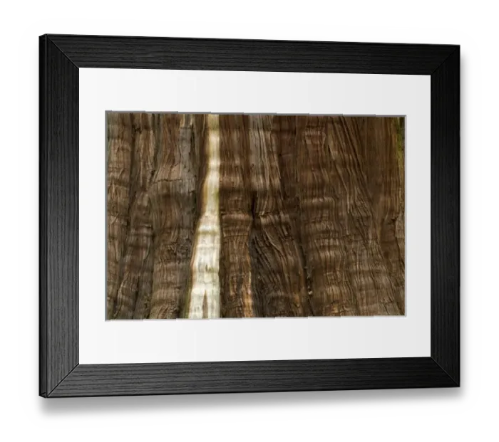 Framed Print : Western red cedar, Thuja plicata, Stanley Park, British Columbia Framed Print : Western red cedar, Thuja plicata, Stanley Park, British Columbia