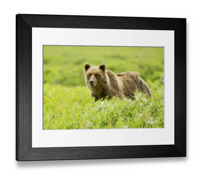 Framed Print : Canada, British Columbia Framed Print : Canada, British Columbia