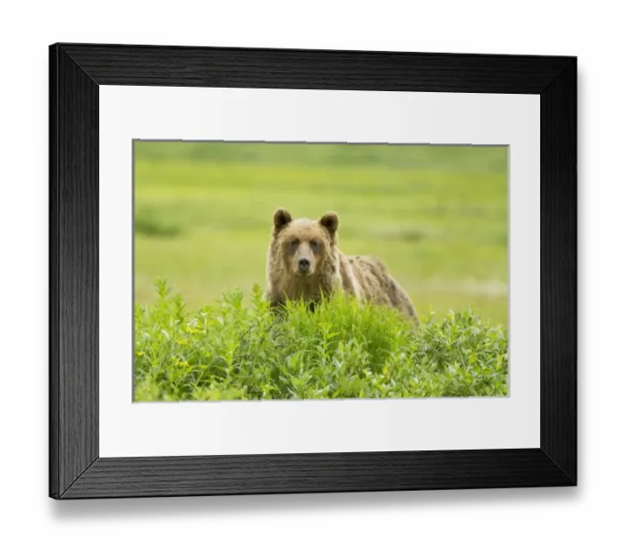 Framed Print : Canada, British Columbia Framed Print : Canada, British Columbia