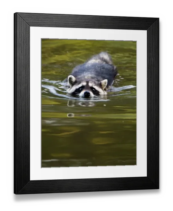 Framed Print : Common Raccoon, Procyon lotor, Stanley Park, British Columbia Framed Print : Common Raccoon, Procyon lotor, Stanley Park, British Columbia