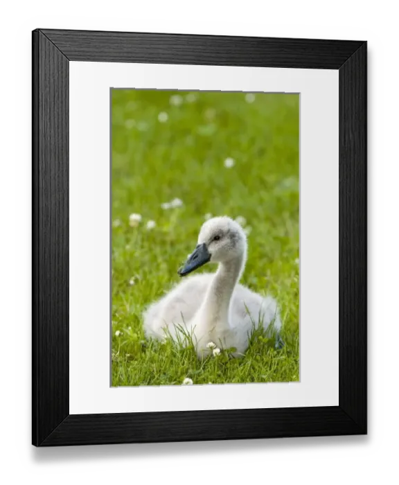 Framed Print : Mute swan cygnet, Cygnus olor, Stanley Park, British Columbia Framed Print : Mute swan cygnet, Cygnus olor, Stanley Park, British Columbia