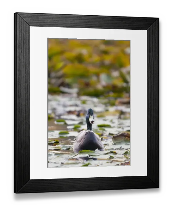 Framed Print : Mallard, Anas platyrhynchos, Stanley Park, British Columbia Framed Print : Mallard, Anas platyrhynchos, Stanley Park, British Columbia