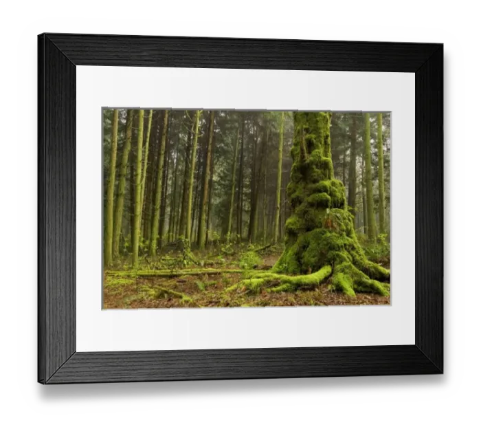 Framed Print : Canada, British Columbia Framed Print : Canada, British Columbia