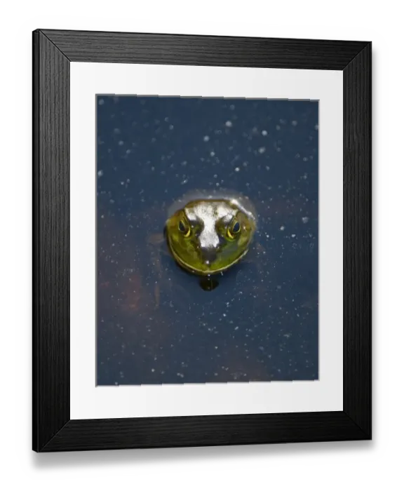 Framed Print : Bullfrog, Rana catesbeiana, Stanley Park, British Columbia Framed Print : Bullfrog, Rana catesbeiana, Stanley Park, British Columbia