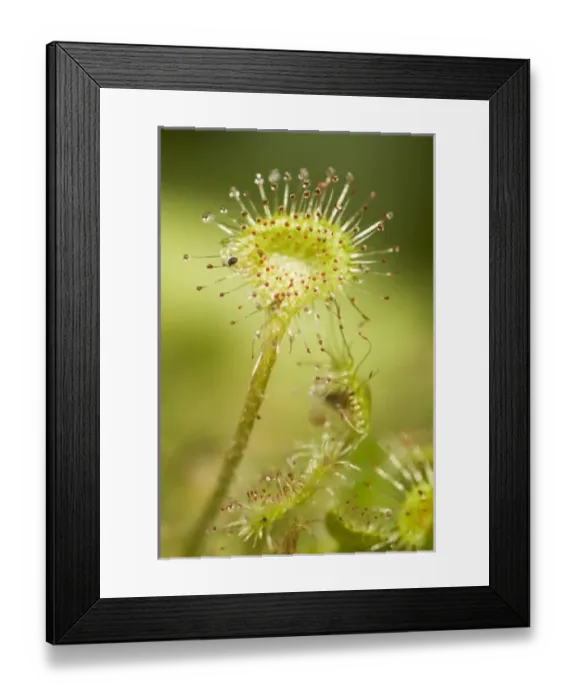 Framed Print : Canada, British Columbia