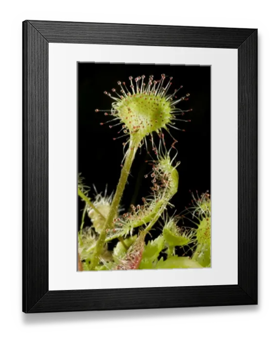 Framed Print : Canada, British Columbia Framed Print : Canada, British Columbia