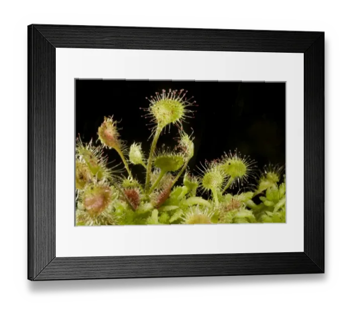 Framed Print : Canada, British Columbia