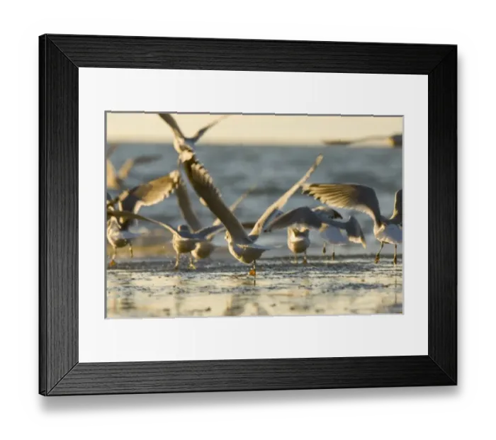 Framed Print : Mew gulls, Larus canus, Stanley Park, British Columbia Framed Print : Mew gulls, Larus canus, Stanley Park, British Columbia