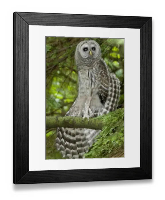 Framed Print : Canada, British Columbia