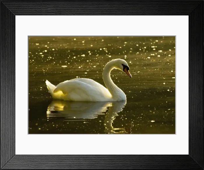 Framed Print : Canada, British Columbia Framed Print : Canada, British Columbia