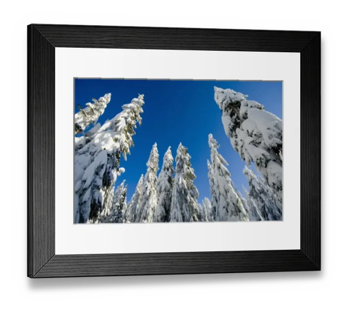 Framed Print : Snow-laden trees, Seymour Mountain, British Columbia Framed Print : Snow-laden trees, Seymour Mountain, British Columbia