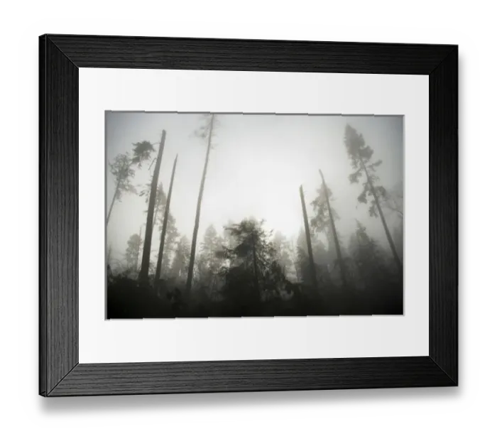 Framed Print : Windstorm damage, Stanley Park, British Columbia Framed Print : Windstorm damage, Stanley Park, British Columbia