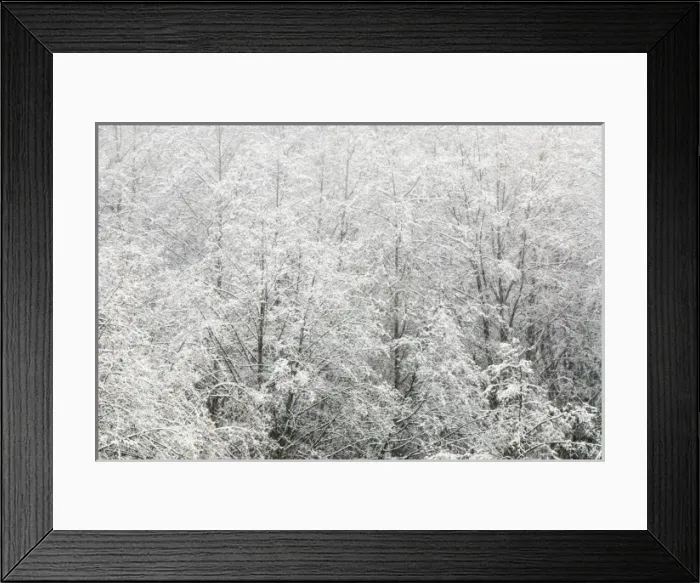 Framed Print : Snow-covered trees, Stanley Park, British Columbia