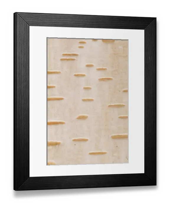 Framed Print : Birch barch, Stanley Park, British Columbia