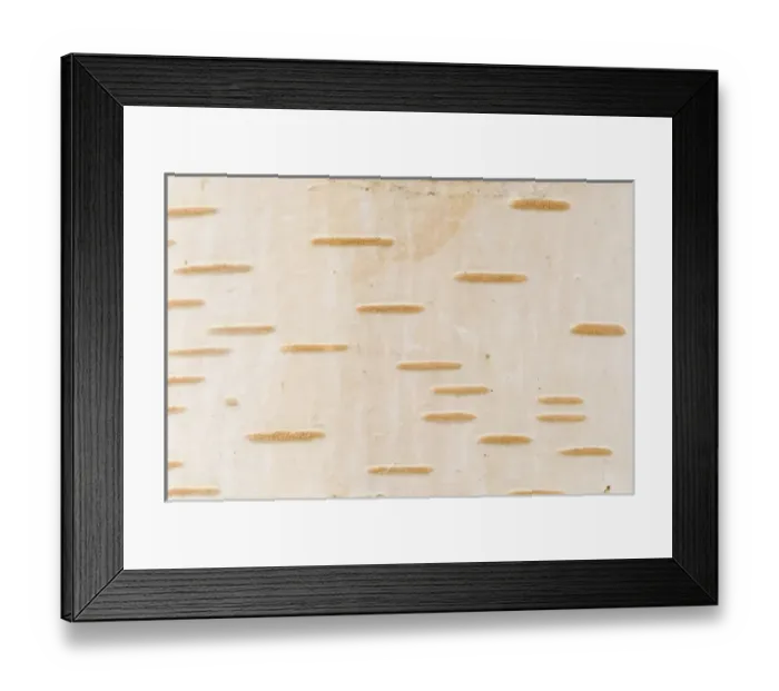 Framed Print : Birch barch, Stanley Park, British Columbia Framed Print : Birch barch, Stanley Park, British Columbia