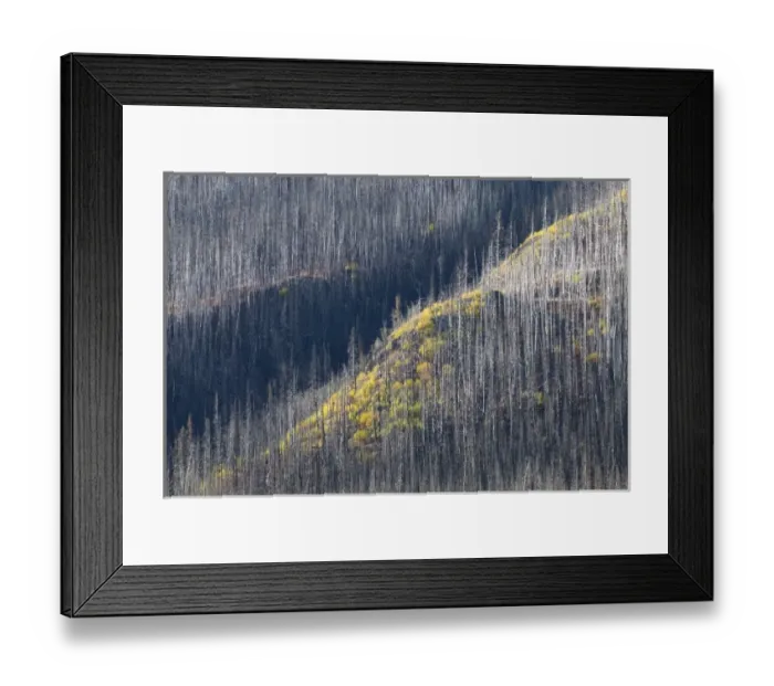 Framed Print : Burn area, Sacred Headwaters, British Columbia
