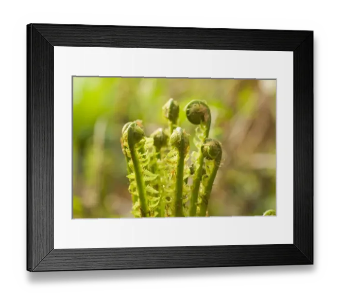 Framed Print : Canada, British Columbia Framed Print : Canada, British Columbia