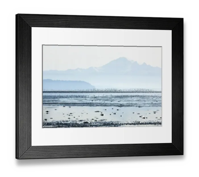 Framed Print : Sandpipers, Boundary Bay, British Columbia Framed Print : Sandpipers, Boundary Bay, British Columbia
