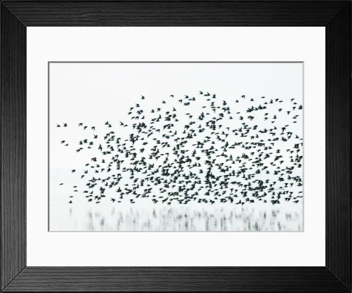Framed Print : Sandpipers, Boundary Bay, British Columbia Framed Print : Sandpipers, Boundary Bay, British Columbia
