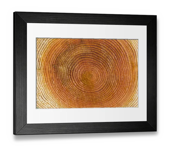 Framed Print : Tree rings, Stanley Park, British Columbia Framed Print : Tree rings, Stanley Park, British Columbia