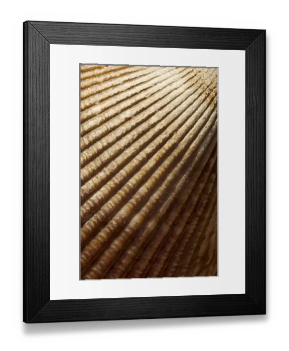 Framed Print : Canada, British Columbia