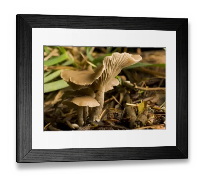 Framed Print : Canada, British Columbia Framed Print : Canada, British Columbia