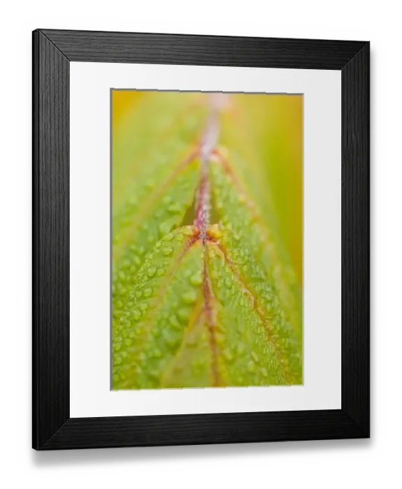 Framed Print : Canada, British Columbia Framed Print : Canada, British Columbia