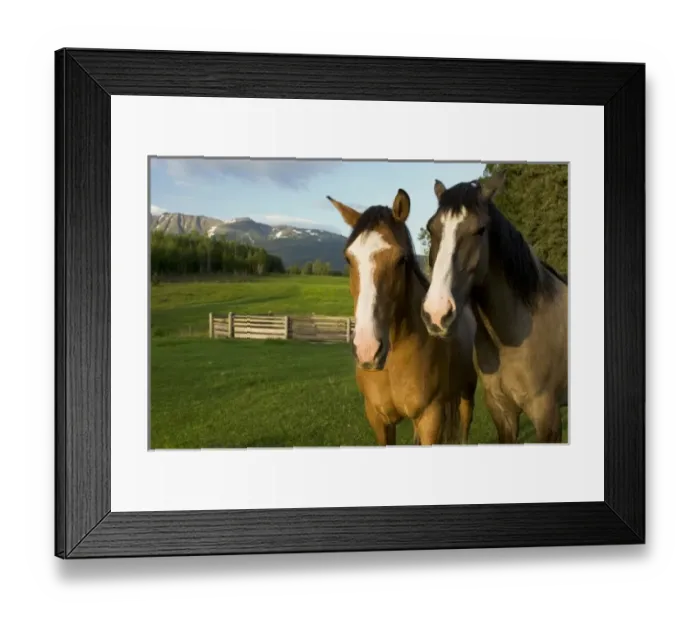 Framed Print : Horses in pasture, British Columbia Framed Print : Horses in pasture, British Columbia