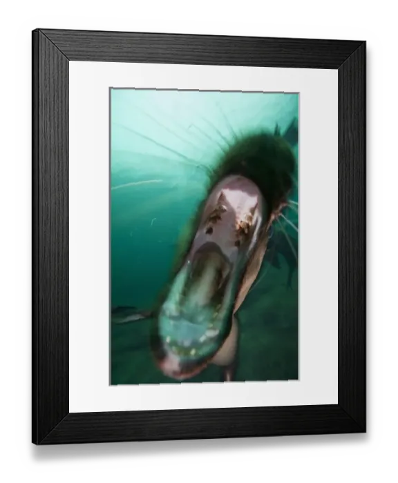 Framed Print : Canada, British Columbia, Hornby Island, Underwater view of Stellers Sea Lions Framed Print : Canada, British Columbia, Hornby Island, Underwater view of Stellers Sea Lions