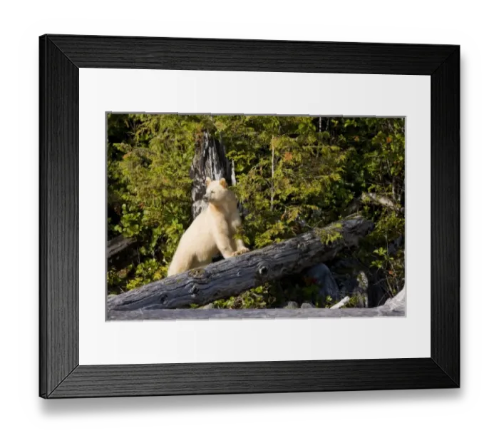 Framed Print : Canada, British Columbia
