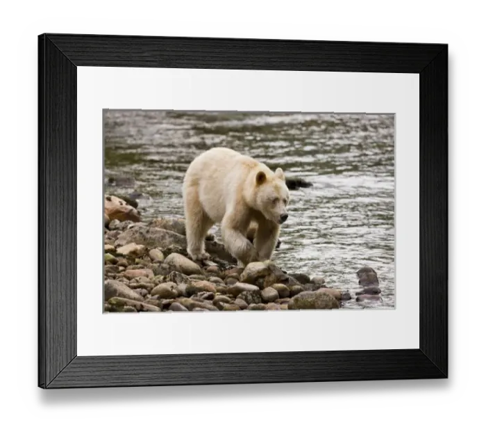 Framed Print : North America, Canada, British Columbia, Princess Royal Island. Kermode (Spirit) Bear