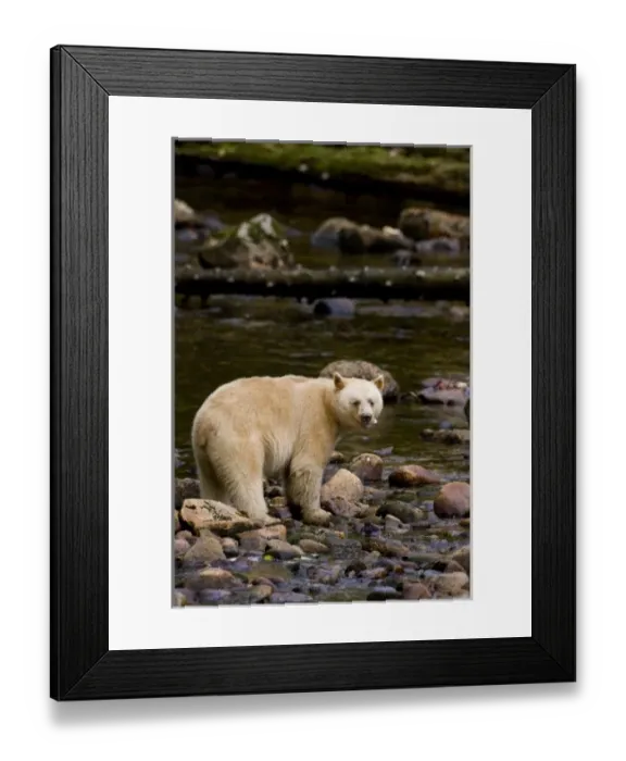 Framed Print : Canada, British Columbia Framed Print : Canada, British Columbia