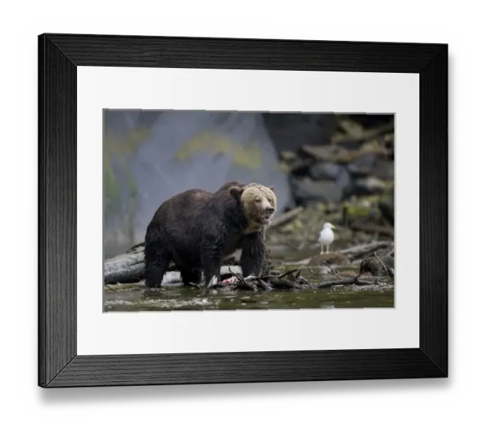 Framed Print : North America, Canada, British Columbia. Grizzly bear eating salmon Framed Print : North America, Canada, British Columbia. Grizzly bear eating salmon