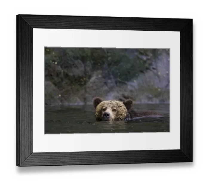 Framed Print : North America, Canada, British Columbia. Grizzly bear swimming Framed Print : North America, Canada, British Columbia. Grizzly bear swimming