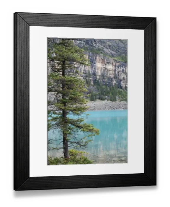 Framed Print : Pine tree overlooking Moraine Lake, Banff National Park, Canada Framed Print : Pine tree overlooking Moraine Lake, Banff National Park, Canada