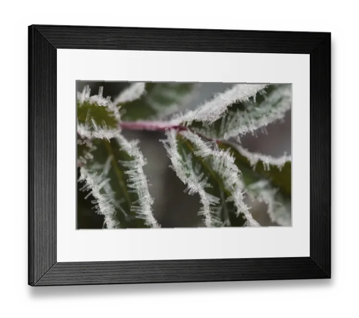 Framed Print : Ice crystals during an autumn frost, Jasper National Park, Jasper Canada Framed Print : Ice crystals during an autumn frost, Jasper National Park, Jasper Canada