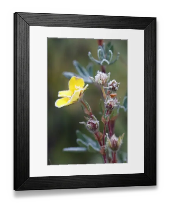 Framed Print : Canada, British Columbia Framed Print : Canada, British Columbia