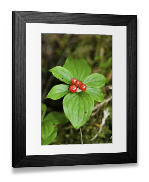 Framed Print : Temperate Rainforest Berries, Bramham Island, British Columbia, Canada