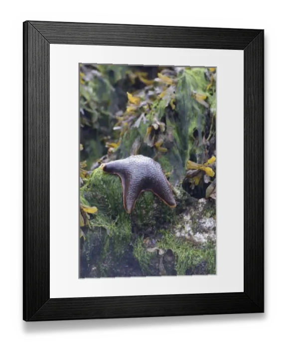 Framed Print : Canada, British Columbia