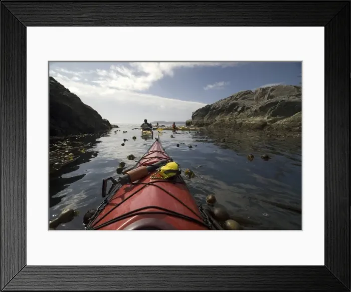 Framed Print : Paddling Through the Bull Kelp Forest, Broken Island Group, Pacific Rim National Park Preserve Framed Print : Paddling Through the Bull Kelp Forest, Broken Island Group, Pacific Rim National Park Preserve