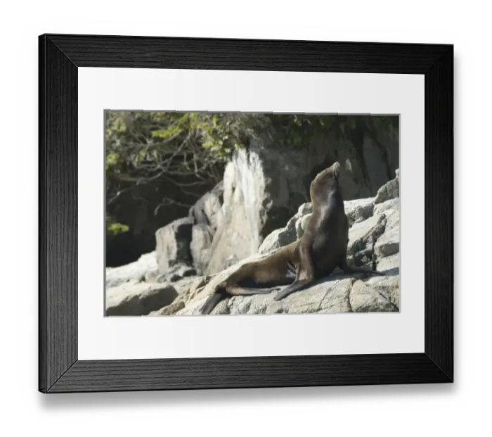 Framed Print : Sea Lions Cavorting Near Batley Island, Broken Island Group, Pacific Rim National Park Preserve Framed Print : Sea Lions Cavorting Near Batley Island, Broken Island Group, Pacific Rim National Park Preserve