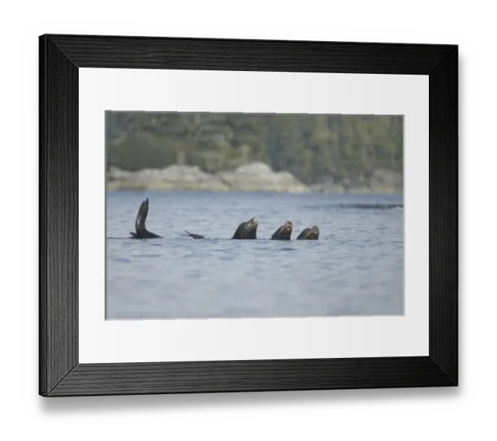 Framed Print : Sea Lions Cavorting Near Batley Island, Broken Island Group, Pacific Rim National Park Preserve