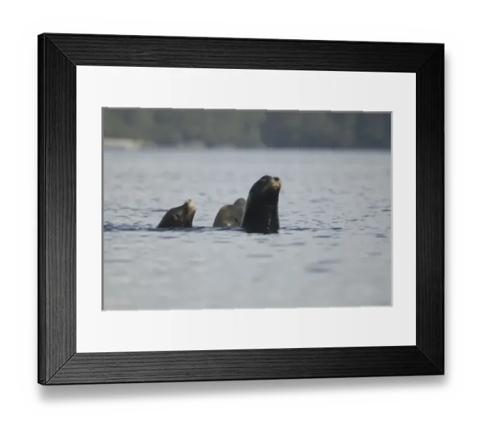 Framed Print : Sea Lions Cavorting Near Batley Island, Broken Island Group, Pacific Rim National Park Preserve Framed Print : Sea Lions Cavorting Near Batley Island, Broken Island Group, Pacific Rim National Park Preserve